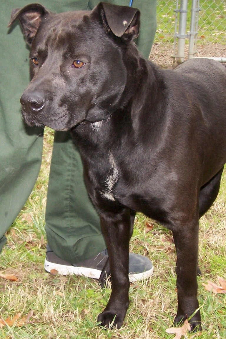 Other Photos of thie Dog