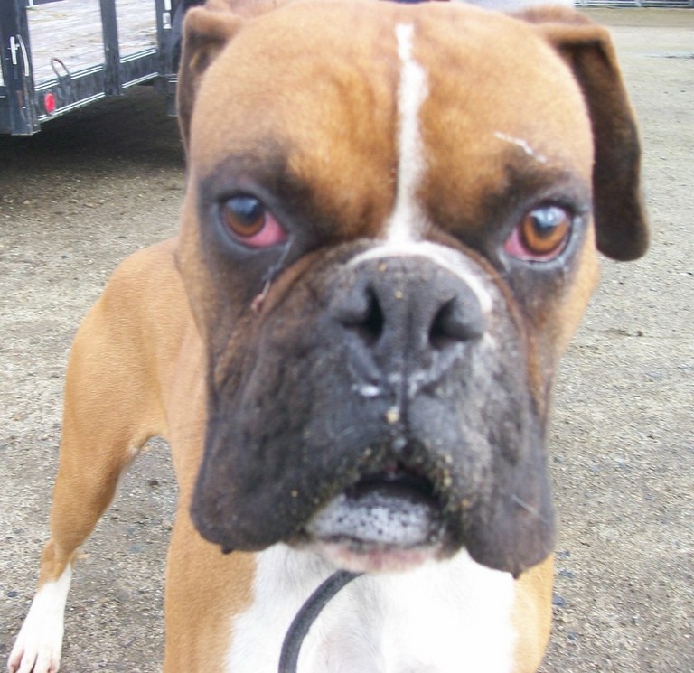 Other Photos of thie Dog