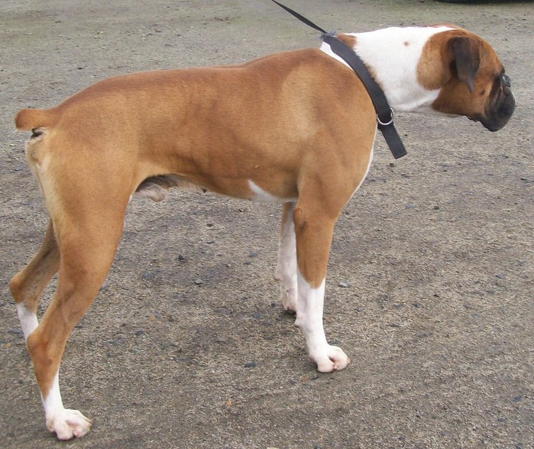 Other Photos of thie Dog