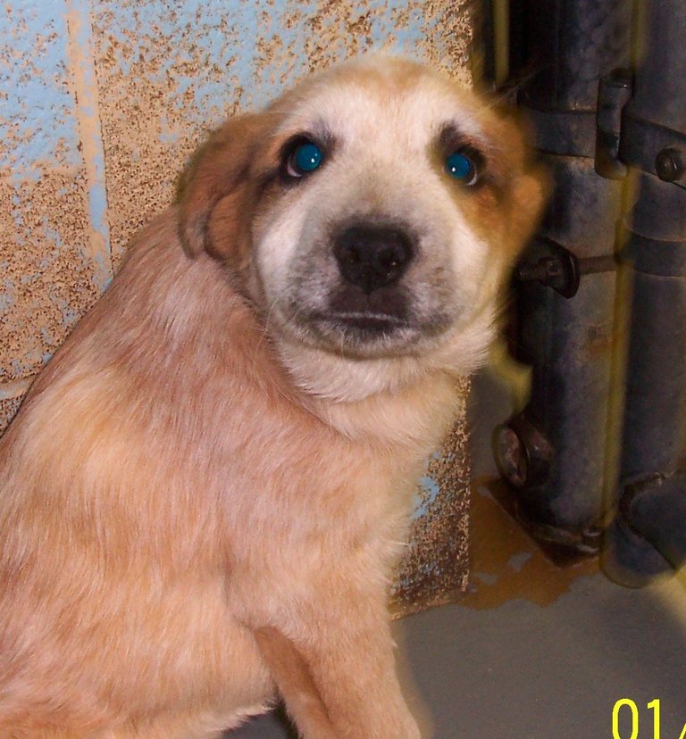 Other Photos of thie Dog