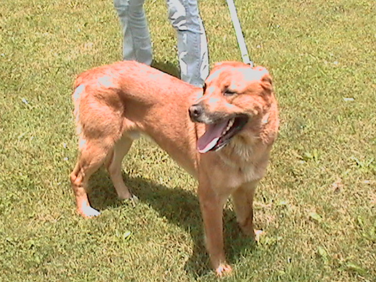 Other Photos of thie Dog