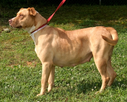 Other Photos of thie Dog