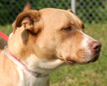 Other Photos of thie Dog