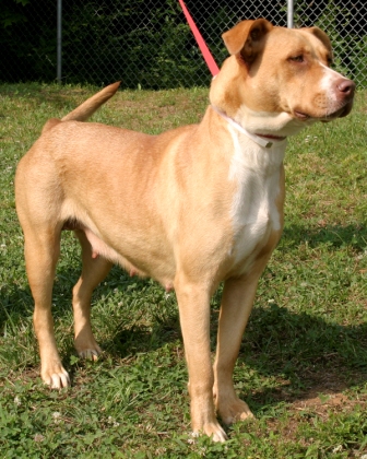 Other Photos of thie Dog