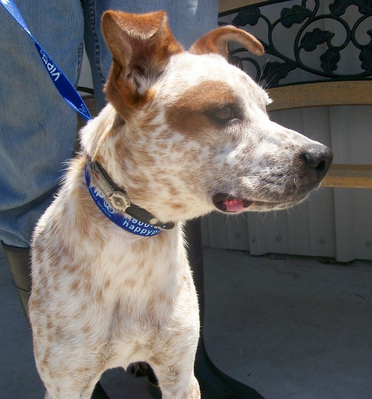 Other Photos of thie Dog