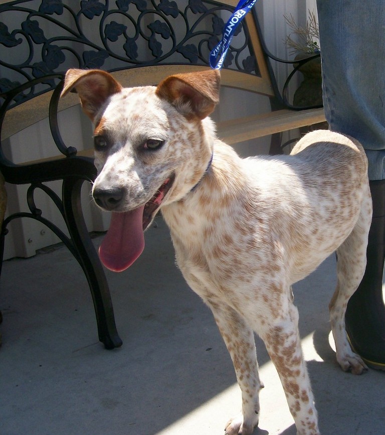 Other Photos of thie Dog