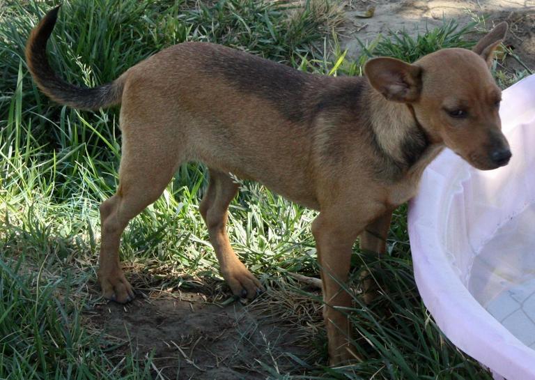 Other Photos of thie Dog