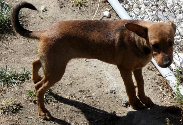 Other Photos of thie Dog