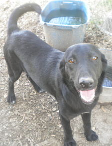 Other Photos of thie Dog