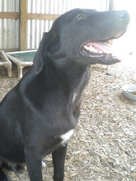 Other Photos of thie Dog