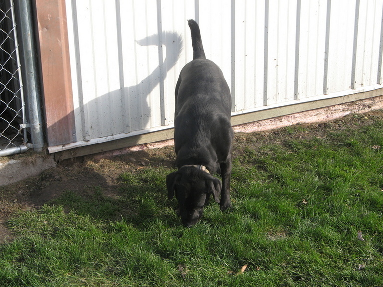 Other Photos of thie Dog