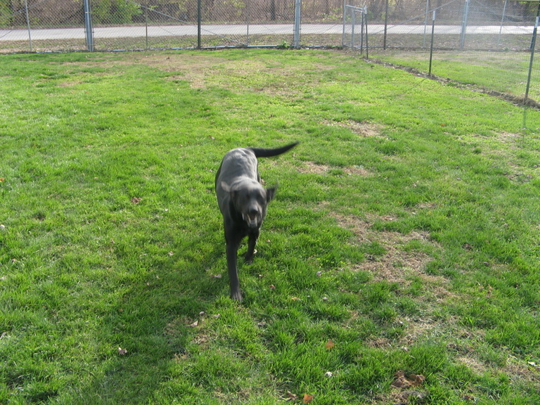 Other Photos of thie Dog