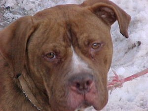 Other Photos of thie Dog