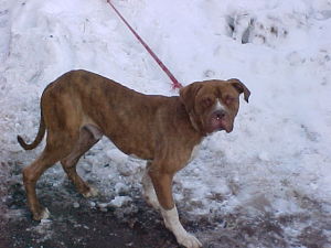 Other Photos of thie Dog