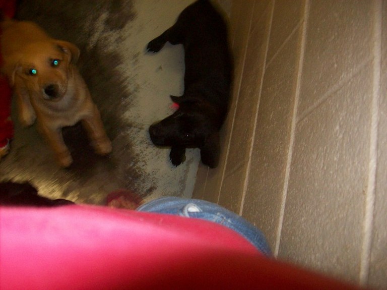 Other Photos of thie Dog