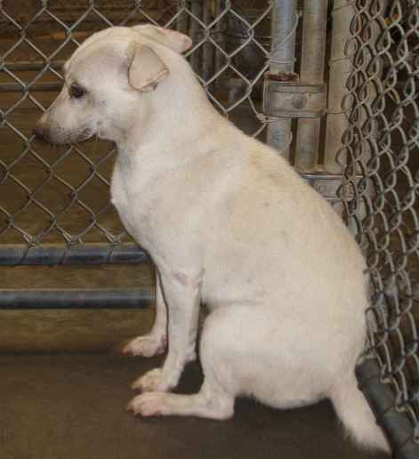 Other Photos of thie Dog