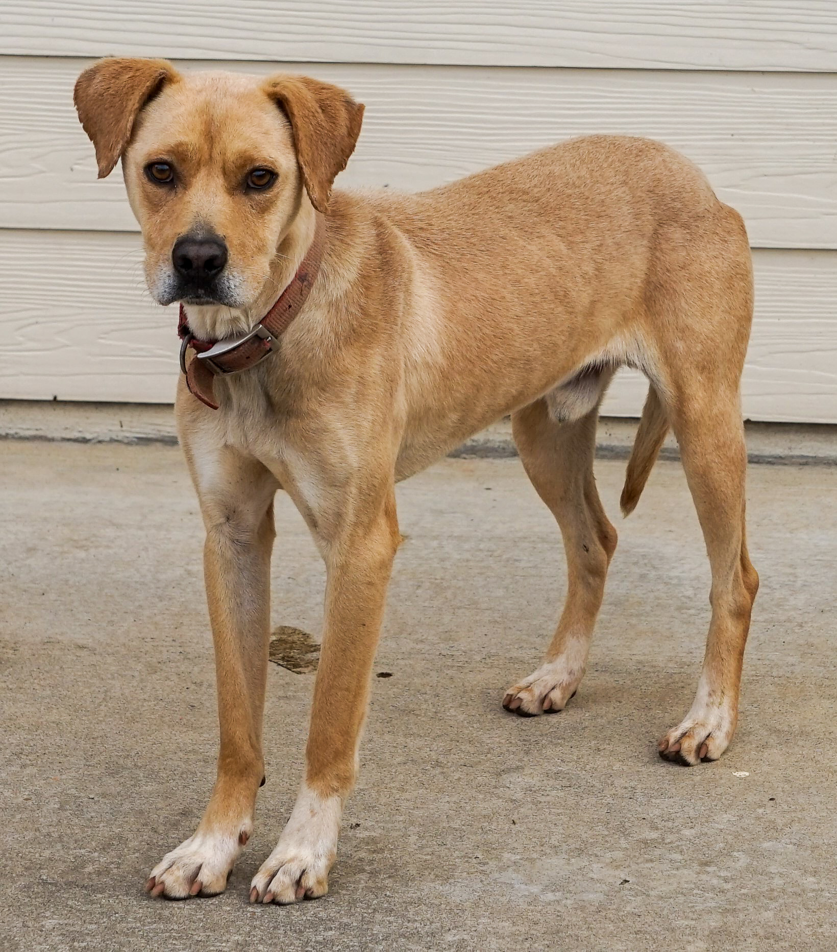Other Photos of thie Dog