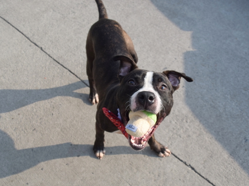 Other Photos of thie Dog