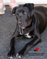 Other Photos of thie Dog