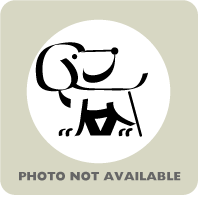 Main Photo of this Dog