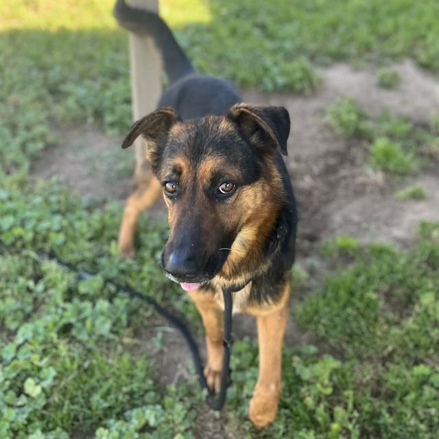 DogInDanger of Being Killed