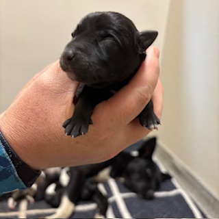 Main Photo of this Dog