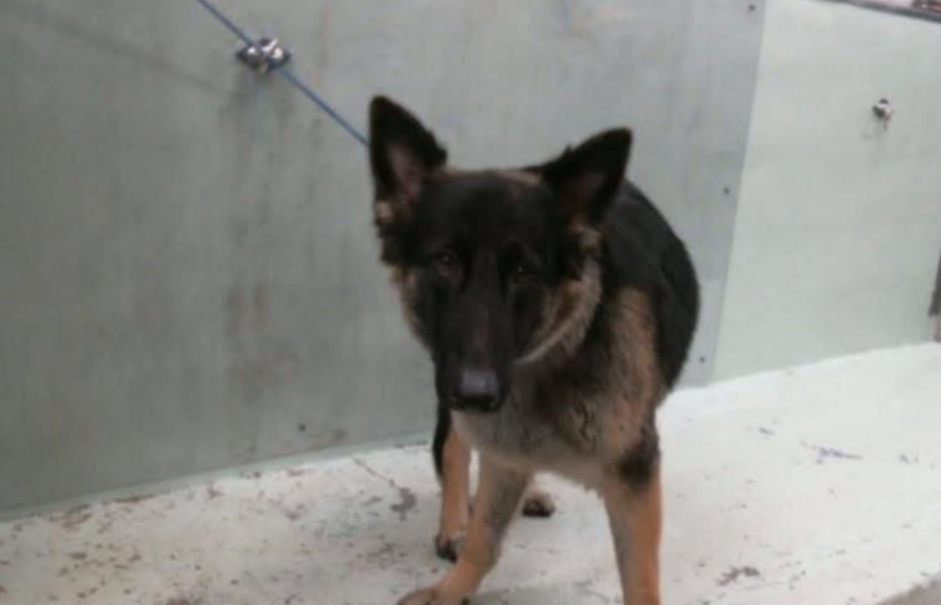Other Photos of thie Dog