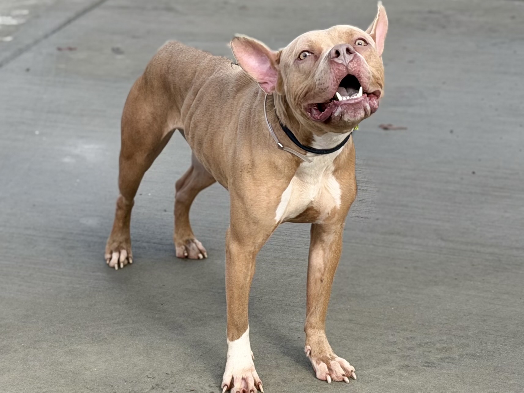 Lola, a Pit Bull Terrier, available for adoption