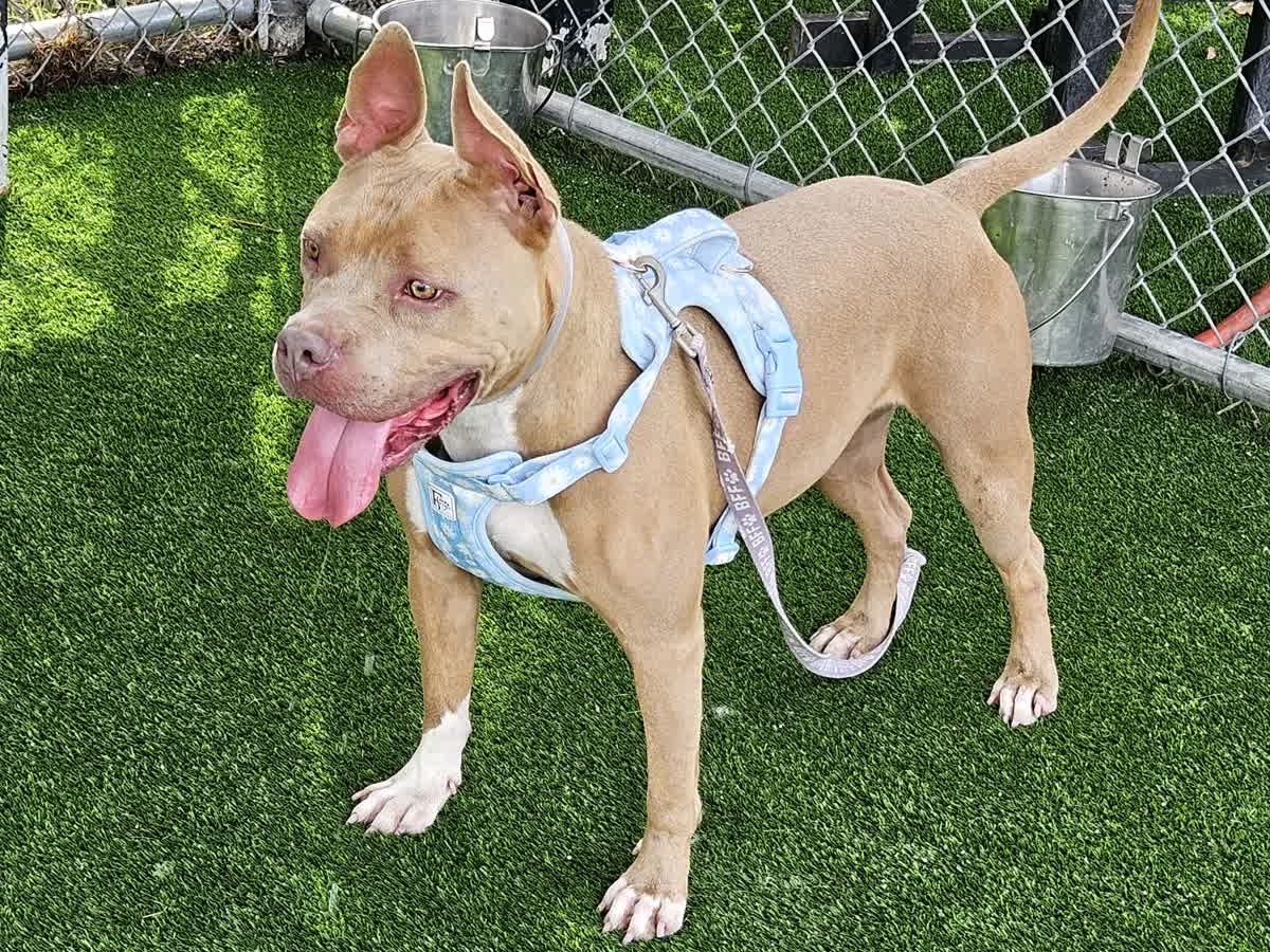 Lola, a Pit Bull Terrier, available for adoption