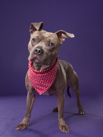 Bobby, a Pit Bull Terrier, available for adoption