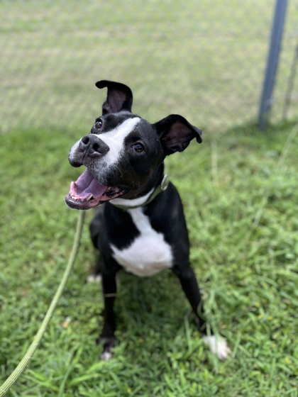 Prince, a Pit Bull Terrier, available for adoption