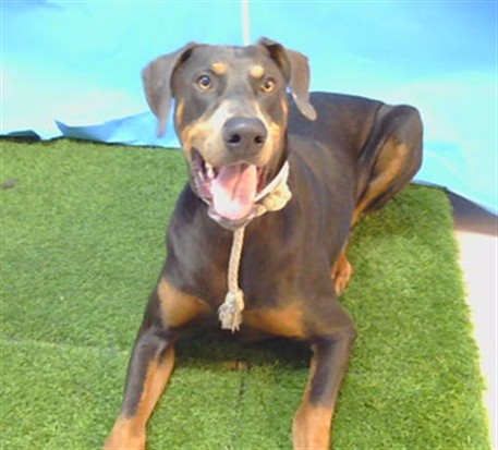 Bowen, a Doberman Pinscher, available for adoption