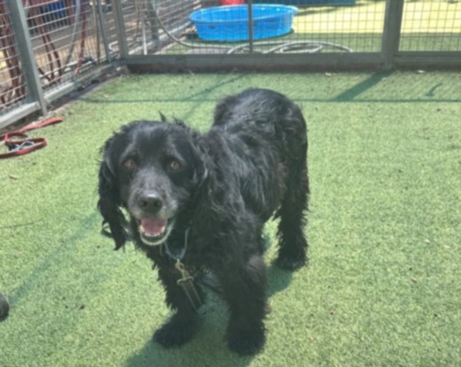 Eloise, a Poodle, available for adoption