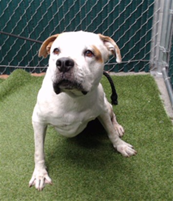 Oso, a Pit Bull Terrier, available for adoption