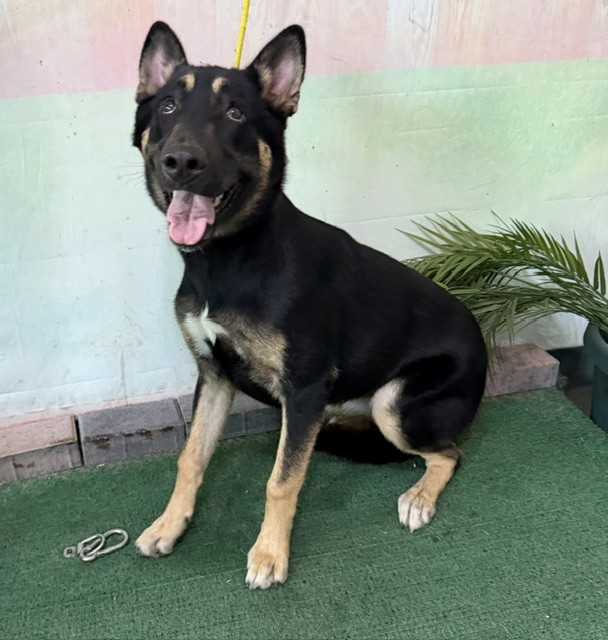 A5789718, a German Shepherd, available for adoption