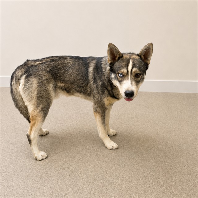 Malcolm, a Husky, available for adoption