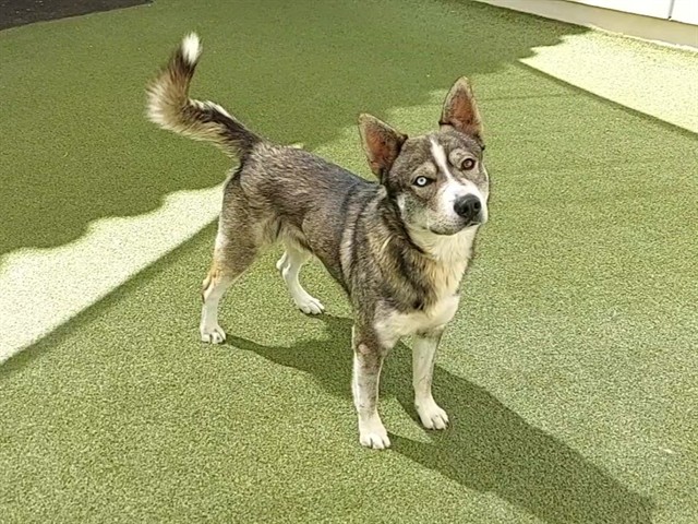 Malcolm, a Husky, available for adoption
