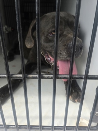 Lashley, a Labrador Retriever, available for adoption