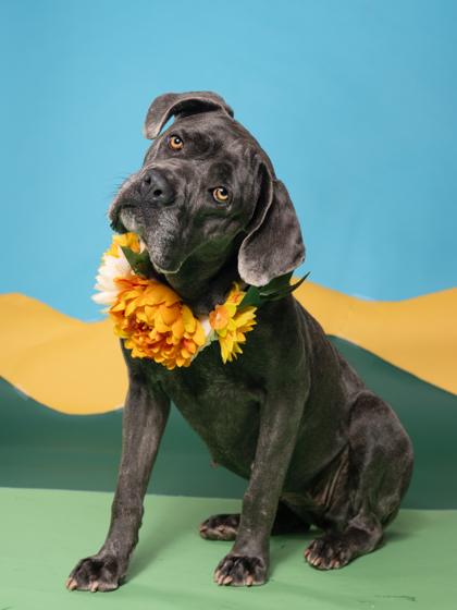 Lashley, a Labrador Retriever, available for adoption