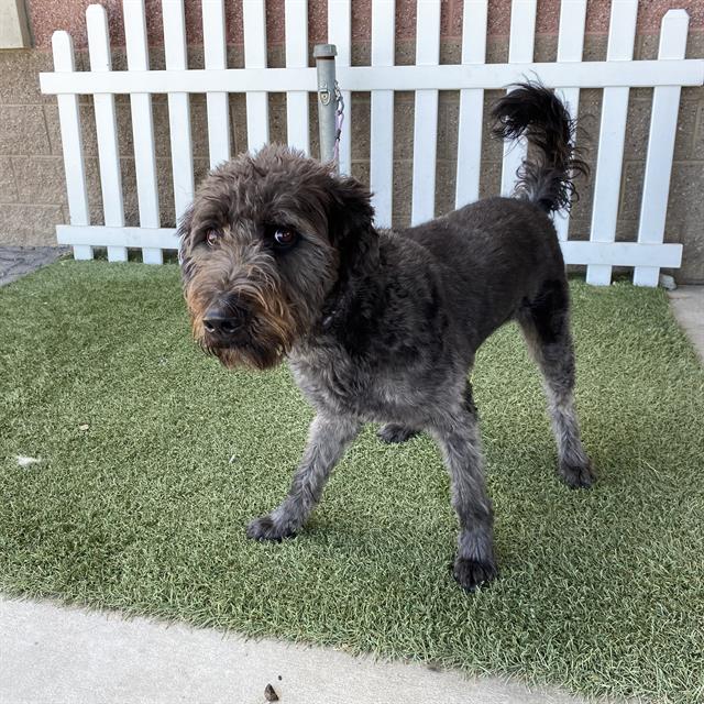 Riley, a Poodle, available for adoption