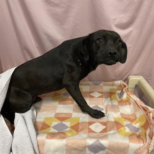 Smeagol, a Labrador Retriever, available for adoption