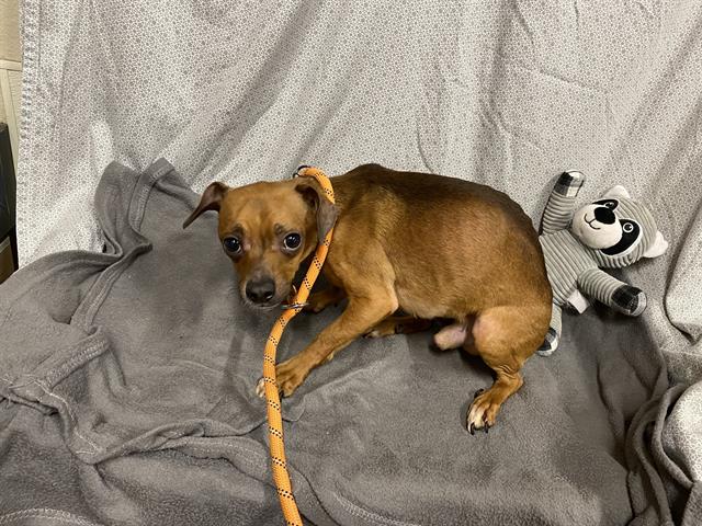 Sam, a Chihuahua, available for adoption