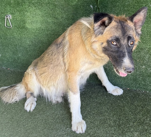 A5791869, a German Shepherd, available for adoption