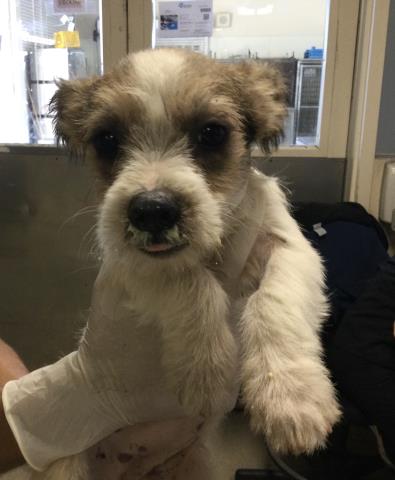 A1929273, a Terrier (mix breed), available for adoption
