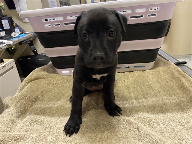 Finley, a Staffordshire Bull Terrier, available for adoption