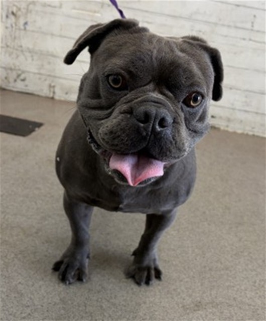 Other Photos of thie Dog