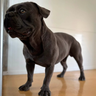 Other Photos of thie Dog