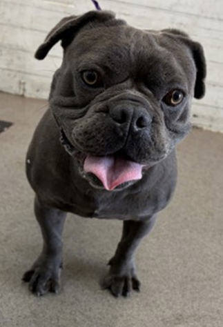 Other Photos of thie Dog