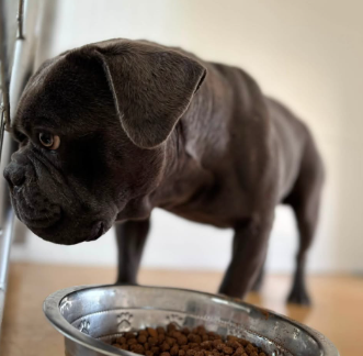 Other Photos of thie Dog