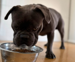 Cheeto, a French Bulldog (mix breed), available for adoption